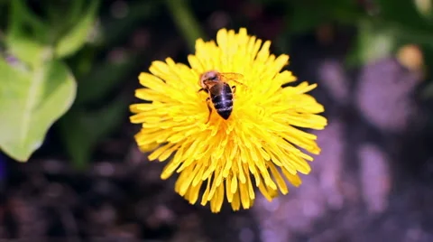 Bee Collects Nectar In The Dandelions 20 Stock Footage 49735302