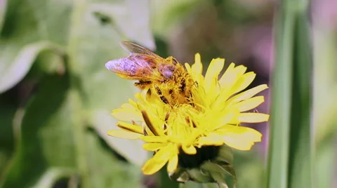 Bee Collects Nectar In The Dandelions 21 Stock Footage 49735261
