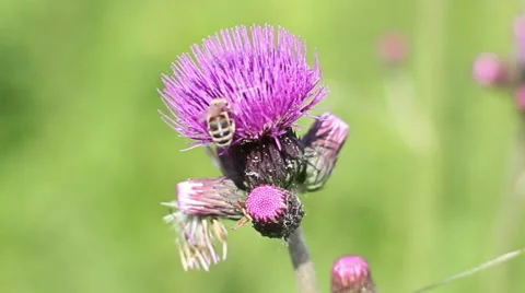 Bee Collects Nectar In The Dandelions 24 Stock Footage 50483329