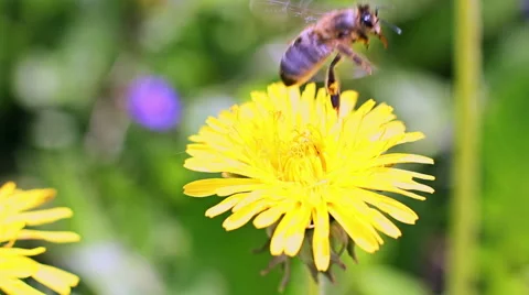 Bee Collects Nectar In The Dandelions 6 Stock Footage 49735708