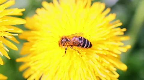 Bee Collects Nectar In The Dandelions 9 Stock Footage 49735575