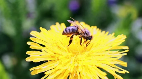 Bee Collects Nectar In The Dandelions Stock Footage 49735831