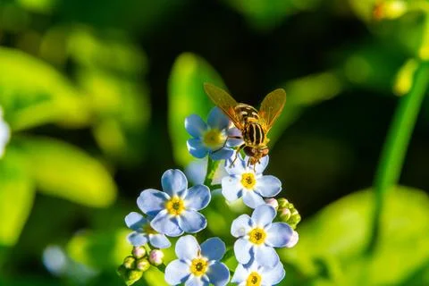 Bee collects nectar from delicate blue flowers under bright sunlight in a v.. Stock Photos