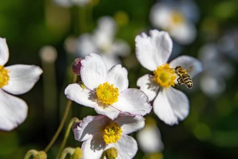 The bee collects nectar from delicate white flowers, but a dangerous flower s Stock Photos