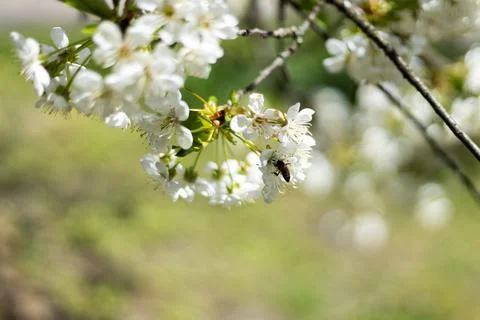 A bee collects nectar from delicate white cherry blossoms on a sunny spring d Stock Photos