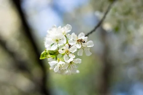 A bee collects nectar from delicate white cherry blossoms on a sunny spring d Stock Photos