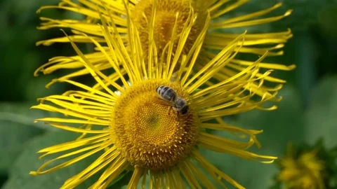A bee collects nectar on the Elecampane flower Stock Footage 84548565