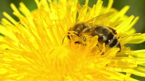 A bee collects nectar from a flower. Bee close-up on a dandelion. Stock Footage 153858755
