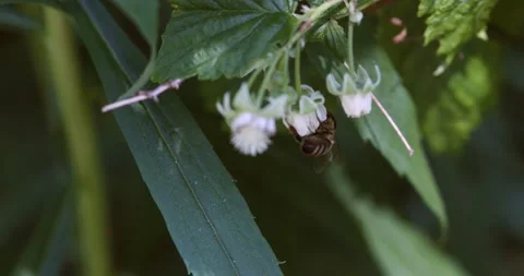 A bee collects nectar from a flower. Close up of one honey bee collecting nectar Stock Footage 140036663