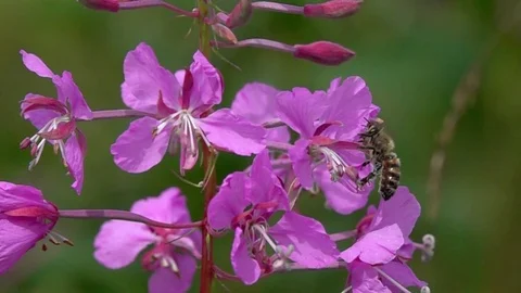 The bee collects the nectar on the flower of the Fireweed, slow motion Видео 78086500