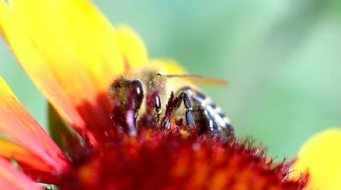Bee collects nectar from a flower. Stock Footage 63929604