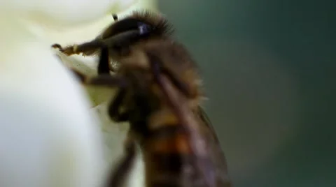 Bee collects nectar from a flower Stock Footage 67660364