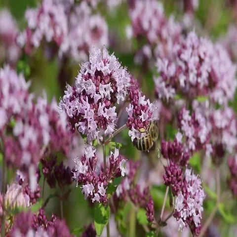 A bee collects nectar on a flower Stock Footage 69386538