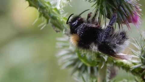 The bee collects the nectar on the flower Stock Footage 81250412