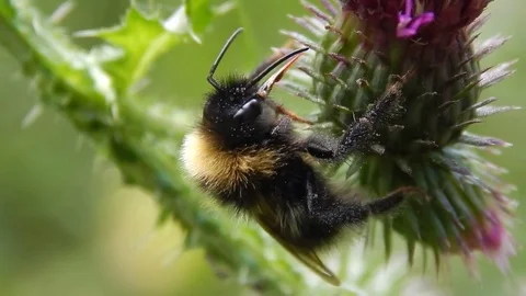 The bee collects the nectar on the flower Stock Footage 81250511