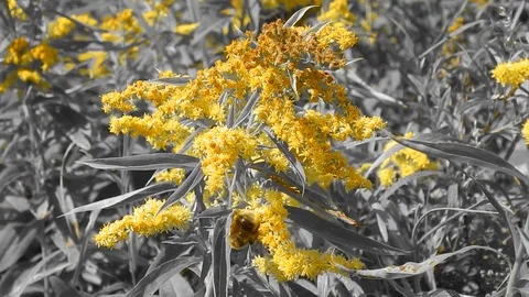 The bee collects the nectar on the flower Stock Footage 81250525