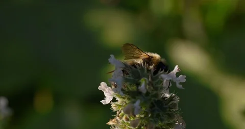 Bee Collects Nectar From The Flower Stock Footage 95929827