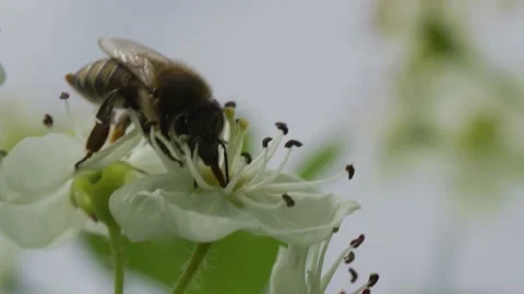 Bee collects nectar from a flower Stock Footage 138429749
