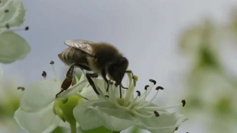 Bee collects nectar from a flower Stock Footage 138429812