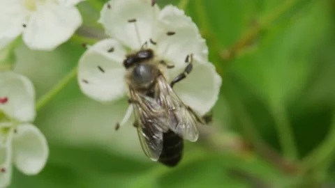 Bee collects nectar from a flower Stock Footage 138429932