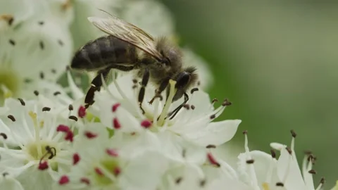 Bee collects nectar from a flower Stock Footage 138430213