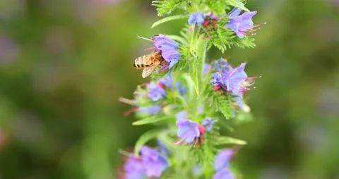 A bee collects nectar on a flower Stock Footage 167968310