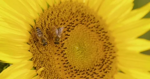 Bee collects nectar on the flower. Stock Footage 170475967