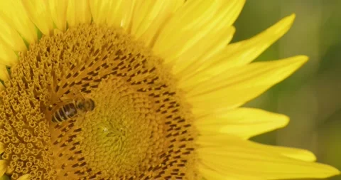 Bee collects nectar on the flower. Stock Footage 170475970