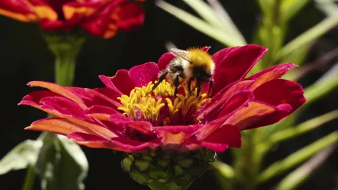 A bee collects nectar on a flower 스톡 동영상 224304592