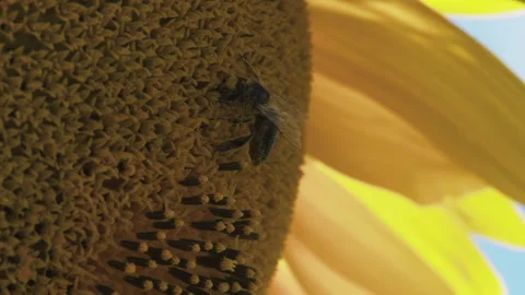 A bee collects nectar from a flower Stock Footage 232658629