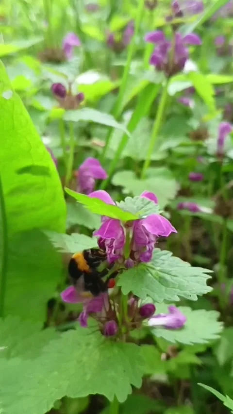 A bee collects nectar from a flower Stock Footage 307120776