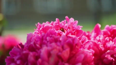 A bee collects nectar from a flower. Raspberry peony. Close-up. Stock Footage 277560737