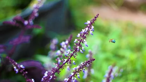 Bee collects nectar on a flower, slow Stock Footage 158410593