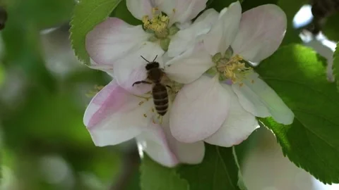 Bee collects nectar in flowers of an apple tree during spring blossom Stock Footage 199282127