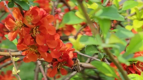 A bee collects nectar from the flowers of Chaenomeles speciosa, known as Japanes Stock Footage 272220006