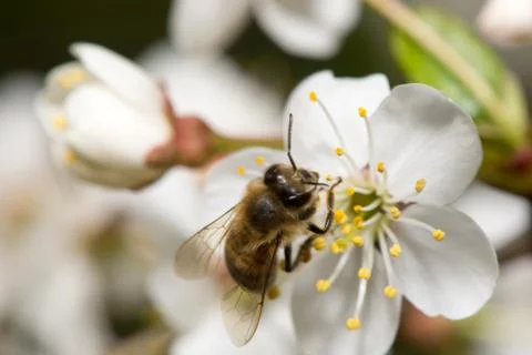 Bee collects nectar on the flowers of cherry Stock Photos