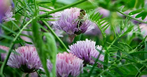 The bee collects the nectar on flowers of chives Schnitt in the garden. Stock Footage 77382999