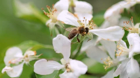 A bee collects nectar from a flowers close up Stock Footage 130168465
