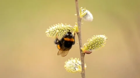The bee collects nectar from flowers Stock Footage 10889481