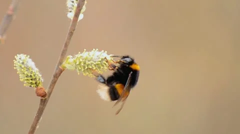 The bee collects nectar from flowers Stock Footage 10895845