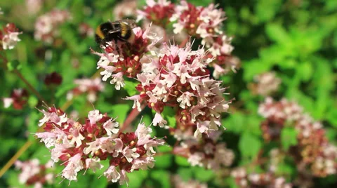 Bee collects nectar in flowers Stock Footage 28577548