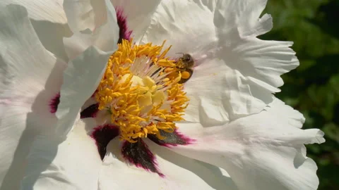 Bee collects nectar on flowers Stock Footage 109128815