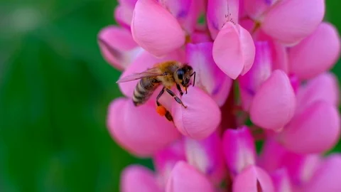Bee collects nectar from flowers. Stock Footage 110993399