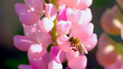 Bee collects nectar from flowers. Stock Footage 110993463