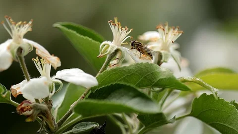 A bee collects nectar from a flowers Stock Footage 130168463