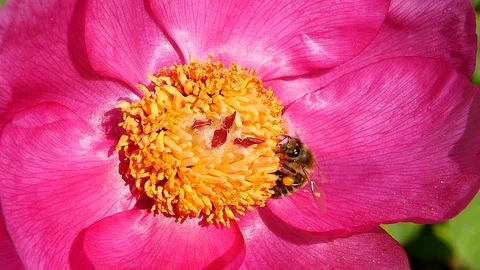 Bee collects nectar from flowers. macro Vidéo 88259488
