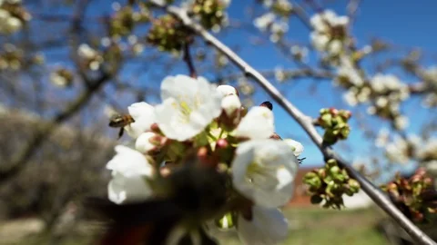 Bee collects nectar on the flowers of a tree. Stock Footage 128776213