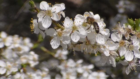 Bee collects nectar on the flowers of white blooming apple. Anthophila Stock Footage 106806330