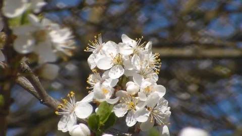 Bee collects nectar on the flowers of white blooming apple. Anthophila Stock Footage 106806952
