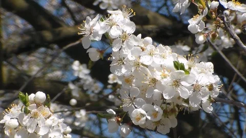 Bee collects nectar on the flowers of white blooming apple. Anthophila Stock Footage 106959360